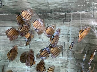 Discus, terčovci RED Tyrkys - 11