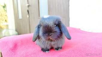 Zakrslý beránek, králíček, králík - ELLA - 11