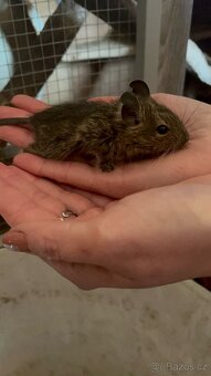 Osmák degu - 11