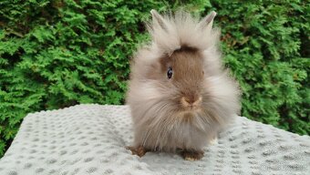 Zakrslý králík, králíček -(lvíček)-NATANIEL - 11