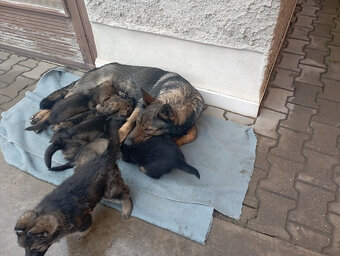 Německý ovčák štěnata s PP - 11