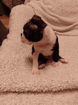 Bostonský teriér s PP FCI - 11