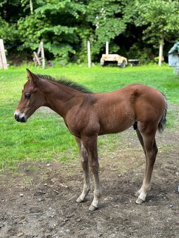 Quarter horse- připouštění (Bay roan) - 11