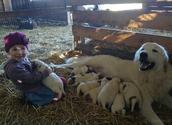 Pyrenejský horský pes s PP FCI / pastevecký pes - 11