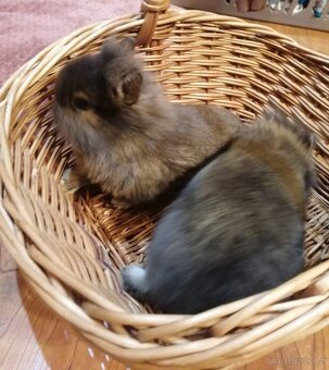 Zakrslý králíček - 11