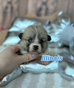 Welsh Corgi Pembroke - 11