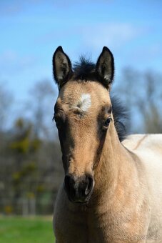 Připouštění APH - 11