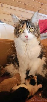 Mainská mývalí - koťata křížený - 11