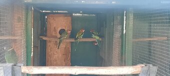 Prodám Rosela Penant straka - 11