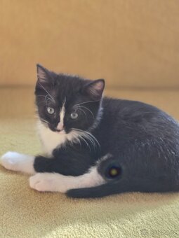 Daruji Ragdoll koťátka - kříženec - 11