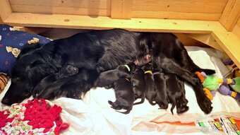 Flat Coated Retriever - štěňátka s PP + možnost lekcí zdarma - 11