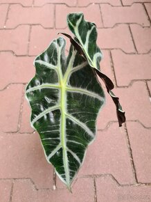 Alocasia, philodendron, syngonium, monstera a další - 11