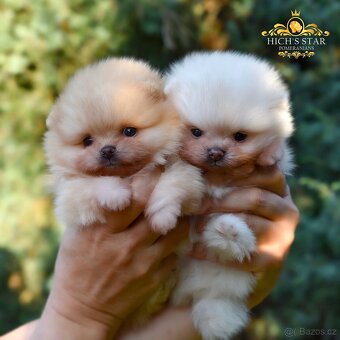 Pomeranian s PP FCI - 11