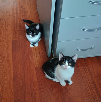 Koťata, kotě, jen do dobrých rukou - 11