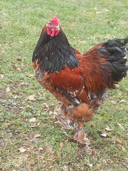 Brahmánka velká - 11