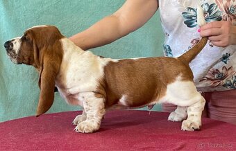 Štěňata Bassethound s PP - 11