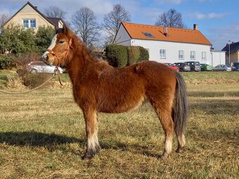 Welsh Mountain pony - 11