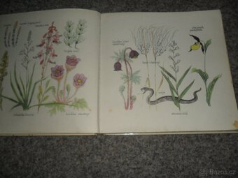 Herbář Krakonošův, Příroda v ČSSR, Ráj zvířat, Naše houby - 11