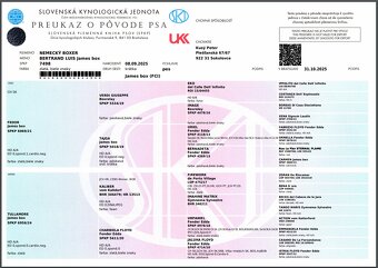 Nemecký boxer- pekné šteniatka s PP - 11