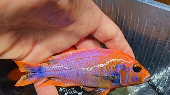 Malawi tlamovci - 11