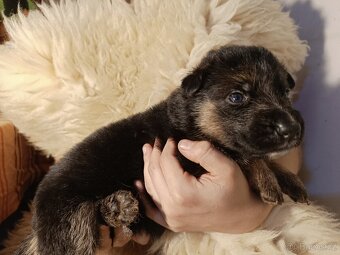 ŠTĚŇATA NĚMECKÉHO OVČÁKA TYPU REX - 11