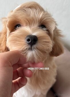 Maltipoo F1 Caramel male pejsek Martin - 11