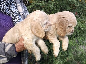Americký kokršpaněl-štěňátka/ American cocker spaniel - 11