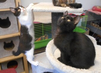 Bíločerná 4měsíční Amálka, čilá, hravá, veselá hledá domov. - 11