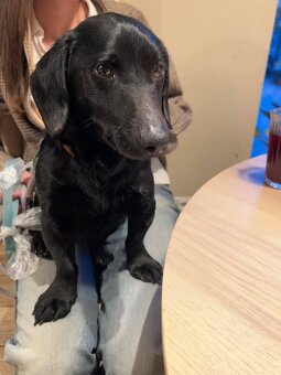 Pejsek Harryček - 11