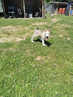 Sibiřský Husky - štěňátka - 11