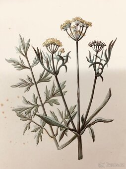 90 originalnich maleb rostlin z roku 1900 - 11