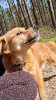 PINGI K ADOPCI - akční veselý mazel, vhodný k dětem - 11