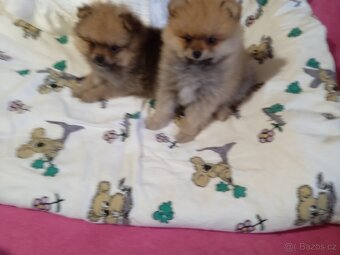POMERANIAN - 11