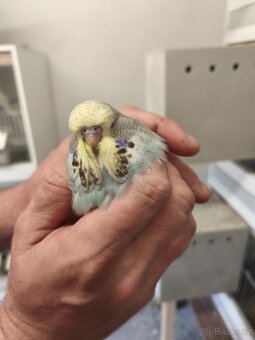 Výstavní andulky - 11