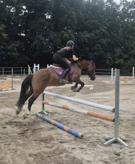 Charakterní valach Hucul - 11