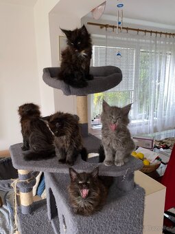 Čistokrevné mainské mývalí koťátko - blue smoked - holčička - 11