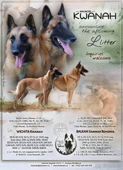 Belgický ovčák - Malinois - fenky s PP - 11
