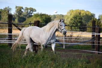 Nádherný valach na všechno:-) - 11