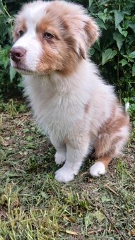 Australský ovčák s PP - red merle - 11