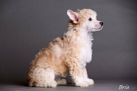 Čínsky chocholatý pes - šteniatka - 11