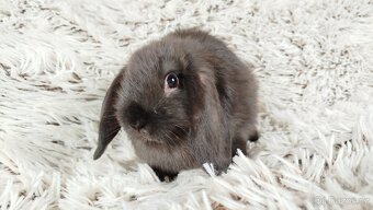 Zakrslý beránek, králíček, králík - PEGAS - 11