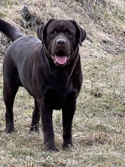 Labradorský retrívr s PP - 11
