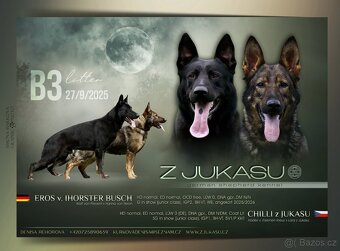 Německý ovčák s PP - štěňata k odběru - 11