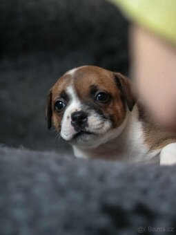 Stafordšírský bulteriér s PP - 11