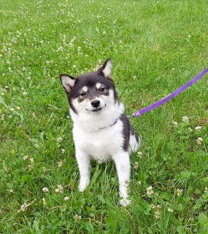 Shiba inu, štěňátko, fenečka. - 11