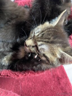 Mainská mývalí - 11