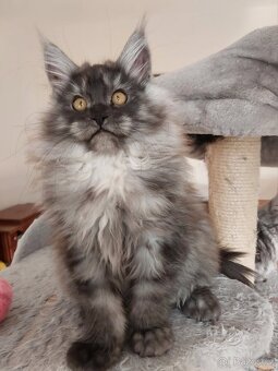 MAINE COON - Mainská mývalia s PP - 11