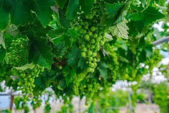 Rustikální farma s vinicí a ovocnými sady na prodej v Guía d - 11