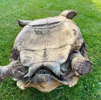 ‼️ Želva ostruhatá (Centrochelys sulcata) ‼️ - 11