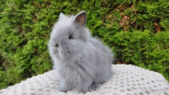 Zakrslý králík, králíček -(TEDDY)-FLORIAN - 11
